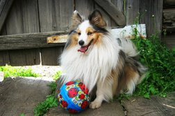 Ветеринарный кабинет №1, с рейтингом 2.6 - находится по адресу Екатеринбург, улица Викулова, 46/1 