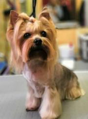 Грумер, дрессировщик Ольга Устинова