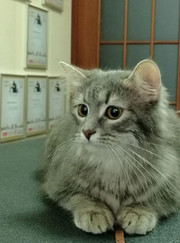 Грумер, зооняня Ксения Ивановна Ржавцева