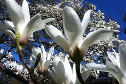 Балтийский Федеральный университет им. И. Канта Ботанический сад, с рейтингом 4.6 - находится по адресу Калининград, Лесная улица, 12 