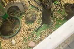 Зоомагазин Четыре Лапы, с рейтингом 4.6 - находится по адресу Владимир, Суздальский проспект, 28 