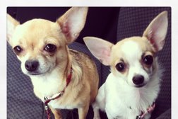 Зоосалон Олли Лоренс, с рейтингом 3.1 - находится по адресу Калининград, улица 9 Апреля, 5-7 