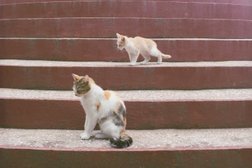 Воскресная школа Православный приход Свято-Преображенского Храма города-курорта Геленджик Краснодарского края Новороссийской Епархии Русской Православной Церкви Московский Патриархат, с рейтингом 3.8 - находится по адресу Краснодарский край, Геленджик, Горная улица, 17/1 