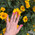 фотография Nail Berry