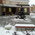 фотография Подсолнух