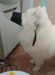 Ветеринар, грумер Калерия Андреевна Андриенко