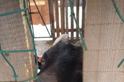 Конный клуб Подкова, с рейтингом 4.3 - находится по адресу Пермский край, с. Троица, Рябиновая улица, 1 