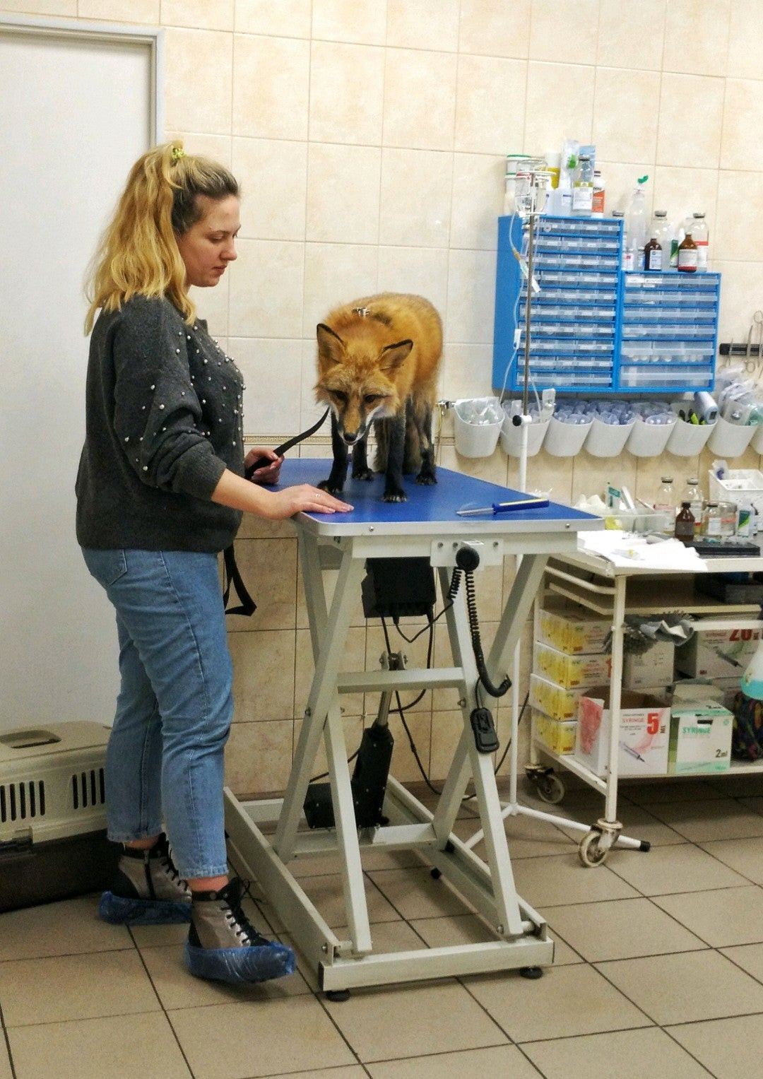 Животные у ветеринара. Грайвороновская улица 12к1. Ветеринар с собакой. Консультация ветеринара. Бигль доктор.