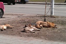 Ярмарка Поле чудес, с рейтингом 2.9 - находится по адресу Московская область, Балашиха, улица Свердлова, вл38Б 