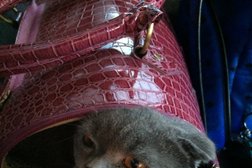 Ветеринарная станция, с рейтингом 4 - находится по адресу Республика Дагестан, Махачкала, улица Зои Космодемьянской, 46/2 