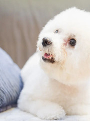 Зооняня, зоопсихолог Наталья Александровна Мамаева