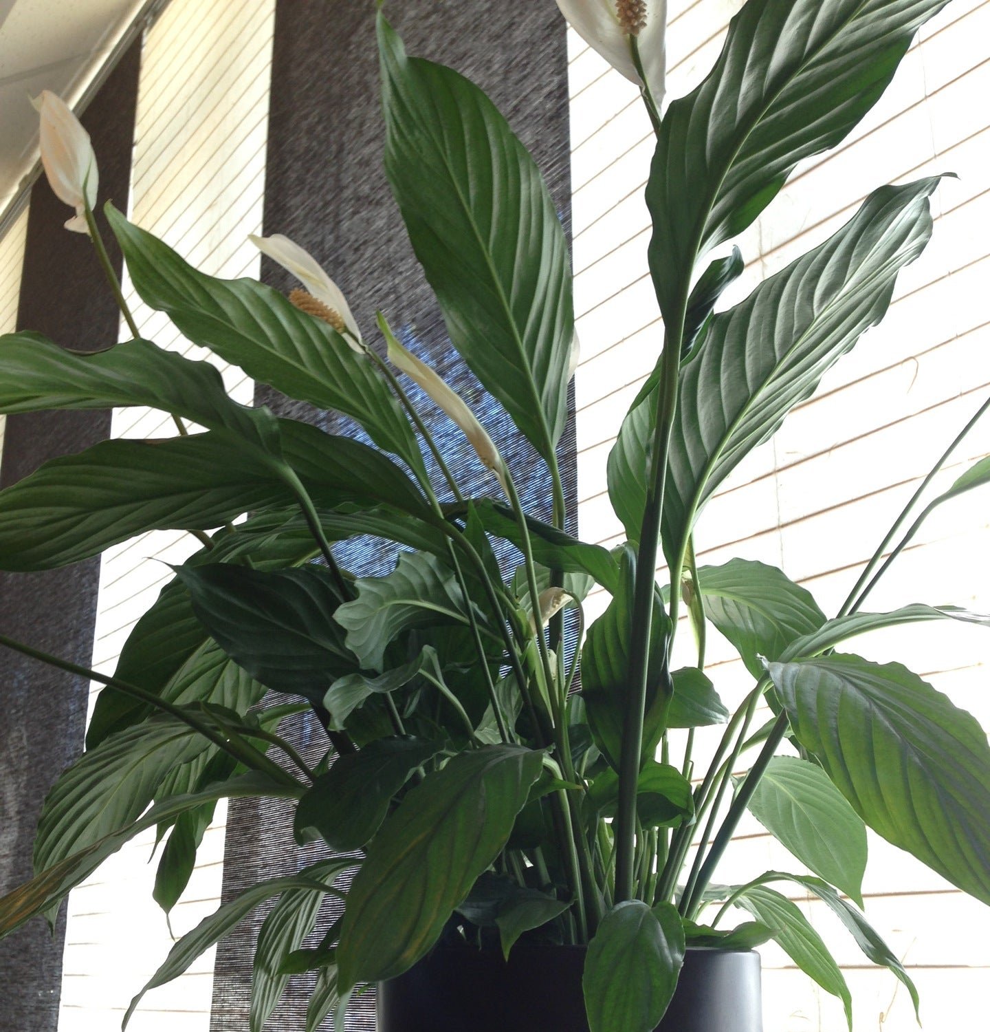 Минаки, суши-бар на Борисовском шоссе в Серпухове, Москва 🍴 отзывы ...