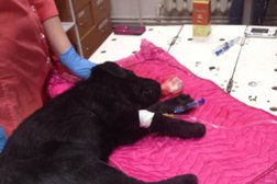 Ветеринарная клиника 4 движения одной лапы кота, с рейтингом 2.5 - находится по адресу Чувашская Республика, Чебоксары, улица Богдана Хмельницкого, 73 