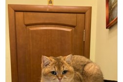 Ветеринарный кабинет на улице Седова, 16а, с рейтингом 3.5 - находится по адресу Тула, улица Седова, 16а 