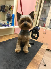 Грумер Марина Аркадьевна Шаховская