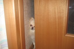 Клуб любителей животных Эгида, с рейтингом 3.7 - находится по адресу Пенза, улица Чаадаева, 147 