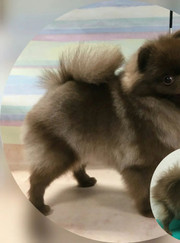 Грумер Анастасия Романовна Половникова