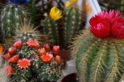 Зоомагазин Альгена, с рейтингом 5 - находится по адресу Брянск, Институтская улица, 15 к3 