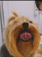 Грумер Татьяна Е.