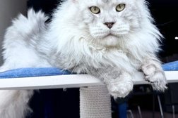 Питомник мейн-кунов VEYRON, с рейтингом 3 - находится по адресу Москва, Рязанский проспект, 6А 
