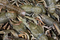 Северный рынок, с рейтингом 2.8 - находится по адресу Ростов-на-Дону, проспект Космонавтов, 4/16 