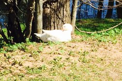 Свято-Троицкий Стефано-Махрищский ставропигиальный женский монастырь, с рейтингом 2.5 - находится по адресу Владимирская область, с. Махра, Монастырская улица, 11Б/1 