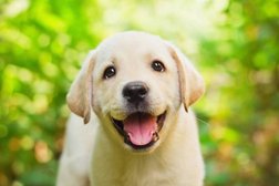 Ветеринарный кабинет на Одесской улице, с рейтингом 2.3 - находится по адресу Брянск, Одесская улица, 7 