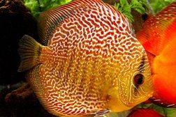 Зоомагазин Природа, с рейтингом 4.5 - находится по адресу Ярославская область, пос. Нагорный, Дорожная улица, 6а 