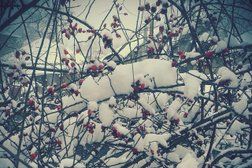 Лицей №8, с рейтингом 5 - находится по адресу Ставропольский край, Кисловодск, Октябрьская улица, 43 