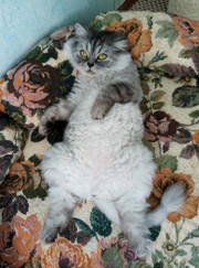 Грумер Вера С.