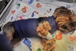 Ветеринарная клиника Айболит, с рейтингом 3.7 - находится по адресу Великий Новгород, Большая Московская улица, 128/10 