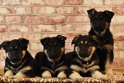 Племенной питомник восточноевропейских овчарок Веодесант, с рейтингом 2.6 - находится по адресу Санкт-Петербург, улица Партизана Германа, 33к3 