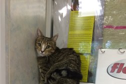 Ветеринарная клиника в Октябрьском районе, с рейтингом 1.8 - находится по адресу Республика Карелия, Петрозаводск, набережная Варкауса, 10в 