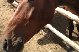 Конный двор, с рейтингом 5 - находится по адресу Акмолинская область, Щучинск, БСХТ микрорайон, 1 