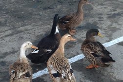 Компания по ремонту и продаже топливной аппаратуры Dieselasia, с рейтингом 3 - находится по адресу Владивосток, улица Калинина, 42/7 