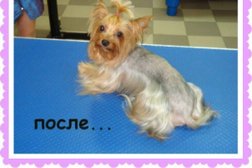 Ветеринарная клиника Котенок Гав, с рейтингом 3.6 - находится по адресу Калуга, улица Суворова, 112 