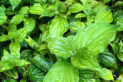 Супермаркет Магнит, с рейтингом 4.3 - находится по адресу Ростов-на-Дону, улица 339 Стрелковой Дивизии, 6 