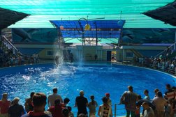 Дельфинарий Аква-Мир, с рейтингом 3.9 - находится по адресу Краснодарский край, с. Небуг, Новороссийское шоссе, 1 