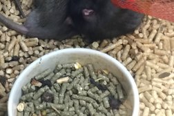 Зоомагазин Бетховен, с рейтингом 3 - находится по адресу Московская область, Химки, Ленинградская улица, 16Б 