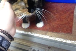 Приют для животных Краснодог, с рейтингом 3.2 - находится по адресу Краснодар, улица Куйбышева, 2 