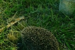 Супермаркет Пятёрочка, с рейтингом 5 - находится по адресу Сочи, Тоннельная улица, 23Б 