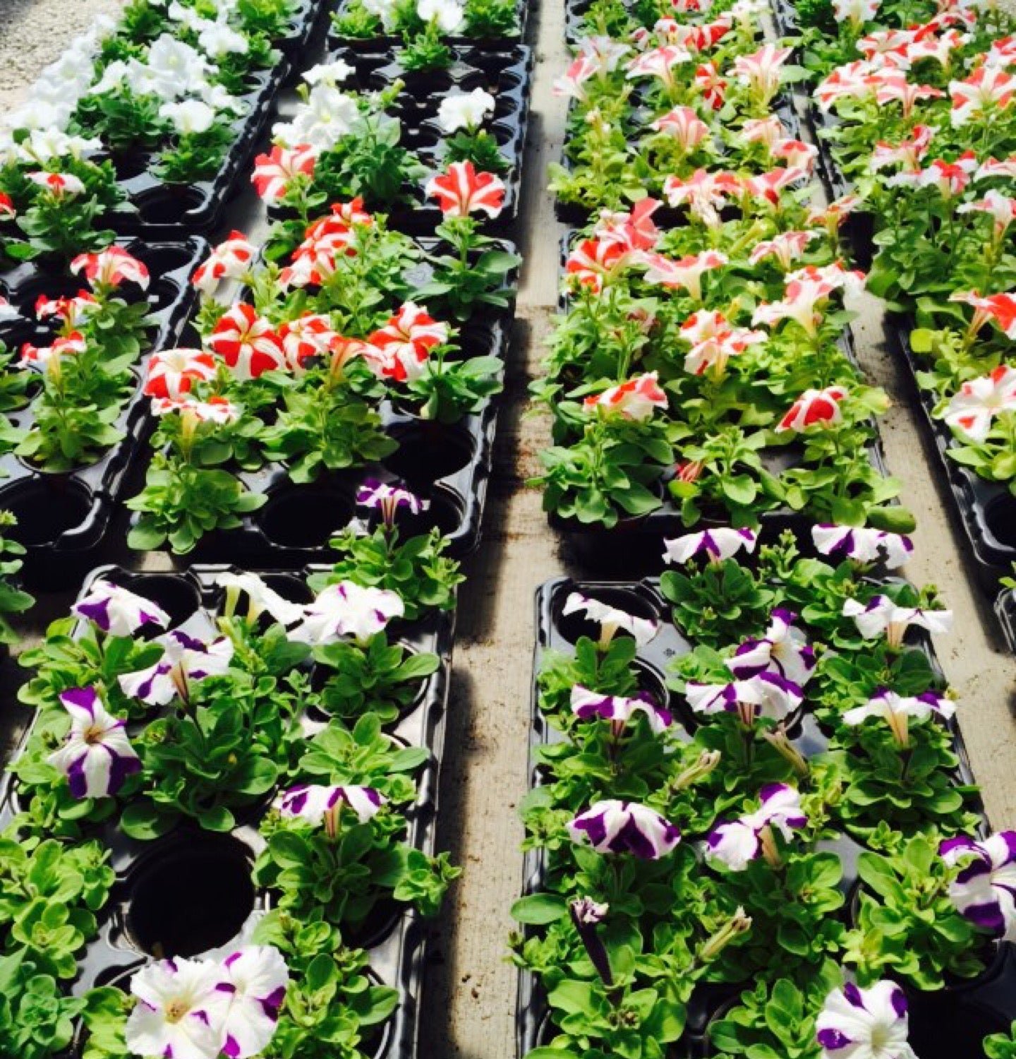 Зеленхоз, садовый центр по адресу Псков, Льва Толстого, 32 (1 этаж ...