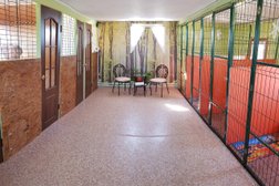 Зоогостиница Дейли, с рейтингом 4.6 - находится по адресу Оренбургская область, пос. Соловьевка, Новая стройка, 56Б 