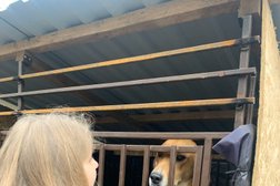 Приют для животных Бирюлево, с рейтингом 4.8 - находится по адресу Москва, Востряковский проезд, 10а 