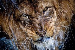 Интерьерный салон Обойная Лавка, с рейтингом 2.7 - находится по адресу Нур-Султан, Дауылпаз, 11 