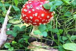 Торговый дом Фиалка, с рейтингом 3.5 - находится по адресу Ханты-Мансийский автономный округ, Нижневартовск, Мира, 5п ст7 