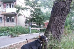 Ветеринарная клиника Четыре лапы, с рейтингом 2.2 - находится по адресу Владивосток, Посьетская улица, 9 