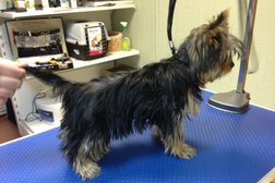 Зоомагазин Лапка, с рейтингом 3 - находится по адресу Санкт-Петербург, проспект Авиаконструкторов, 38 к1 