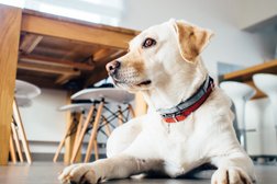 Ветеринарный госпиталь на Пионерской улице, с рейтингом 3 - находится по адресу Новороссийск, Пионерская улица, 43 