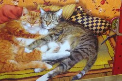 Зоомагазин Четыре лапы, с рейтингом 4.8 - находится по адресу Московская область, Одинцово, Можайское шоссе, 147а 